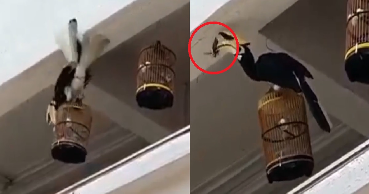 HORNBILL STEALS RESIDENT’S PET BIRD OUT OF CAGE AND EATS IT