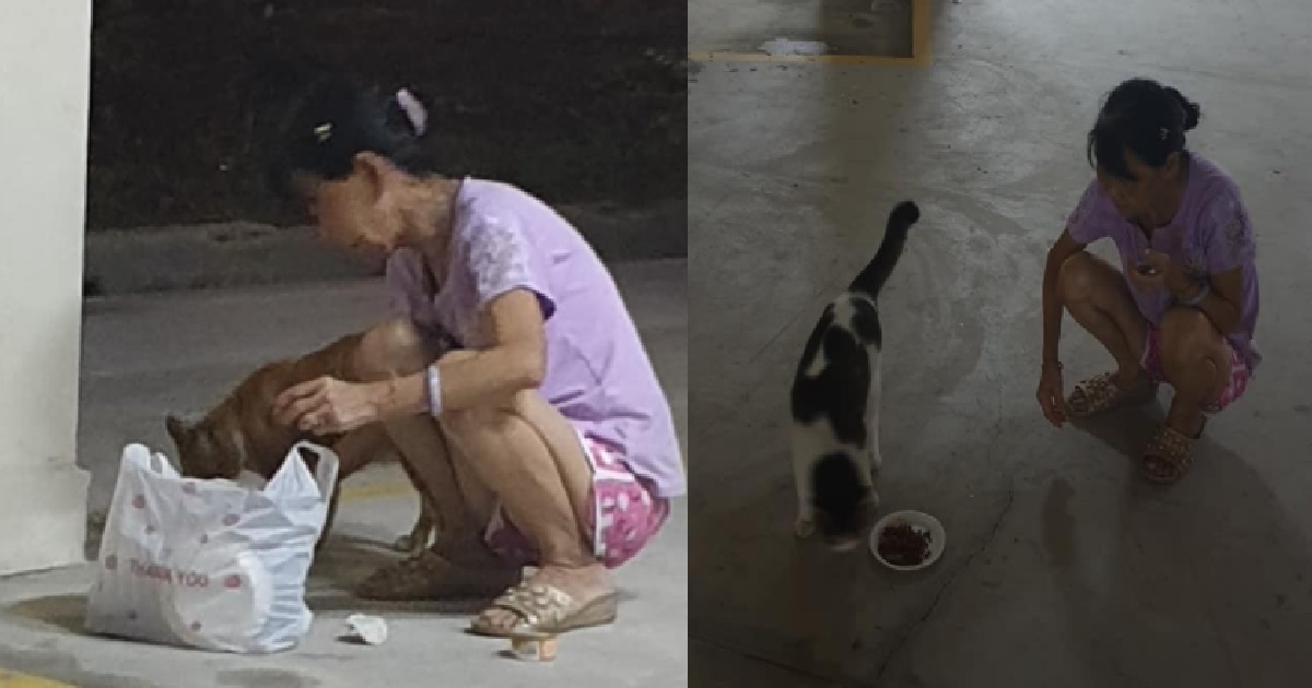 KIND-HEARTED WOMAN SPENDS $820 EVERY MONTH, FEEDING STRAY CATS EVERY DAY