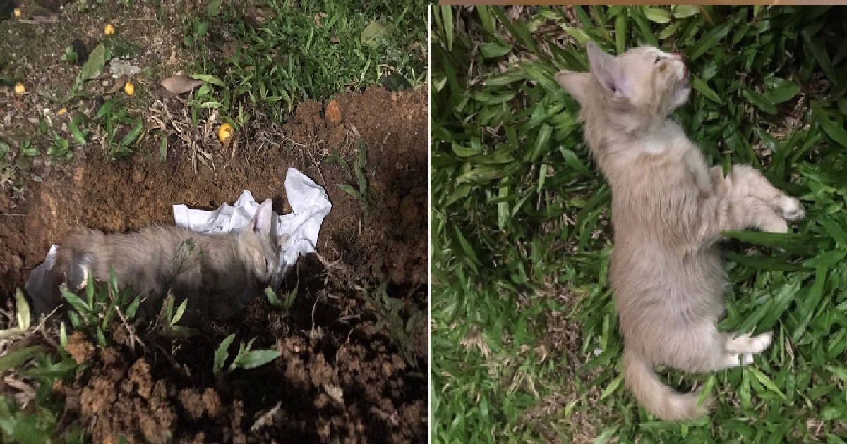 DEAD CATS AT YISHUN: 3RD KITTEN FOUND DEAD AT SAME YISHUN BLOCK IN 4 DAYS
