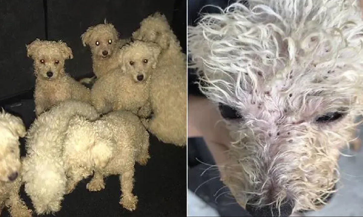 SG WOMAN KEPT 60 DOGS IN SERANGOON HOUSE, 14 DIED FROM SICKNESS