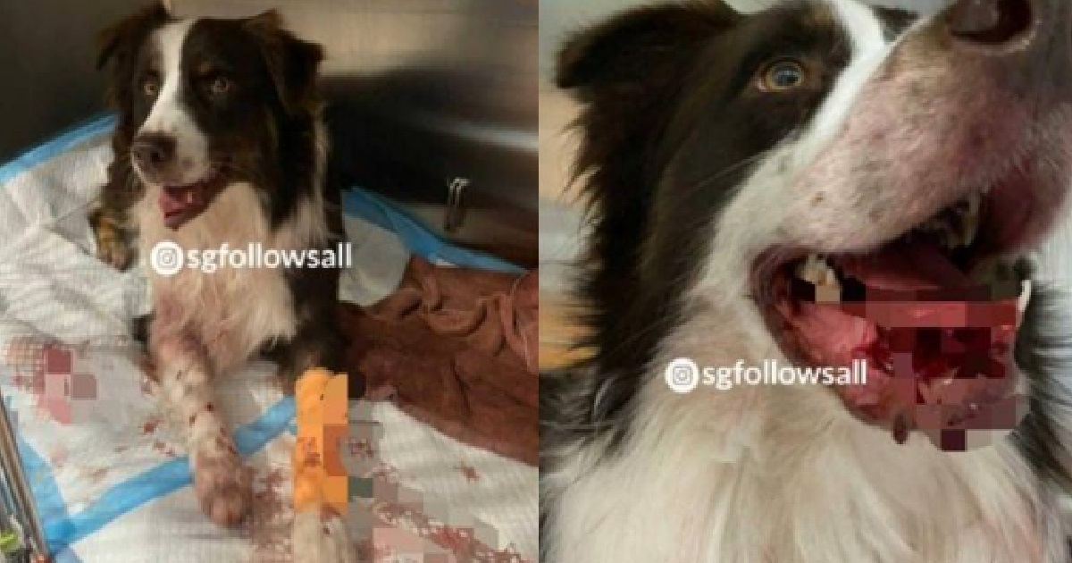 POOR PUPPY SEVERELY INJURED IN HIT-AND-RUN ACCIDENT, OWNER APPEALS FOR WITNESSES