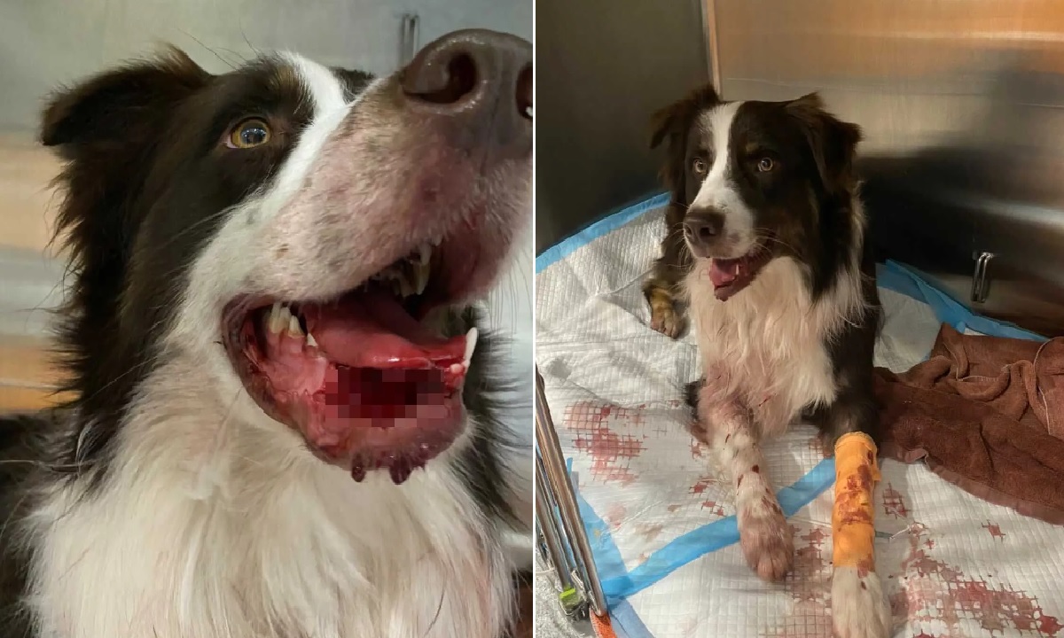 HIT & RUN @ ORCHARD, DOG INJURED WITH MISSING TEETH, APPEAL FOR FOOTAGE