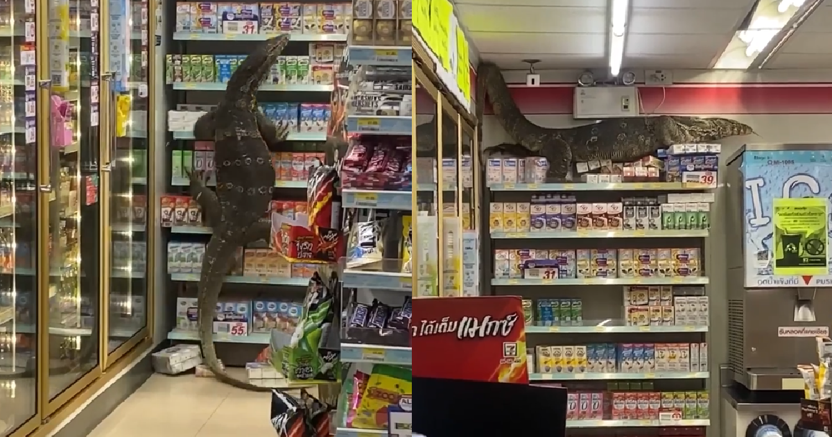 MONITOR LIZARD MIMICS GODZILLA AS IT DESTROYS 7-11 IN THAILAND