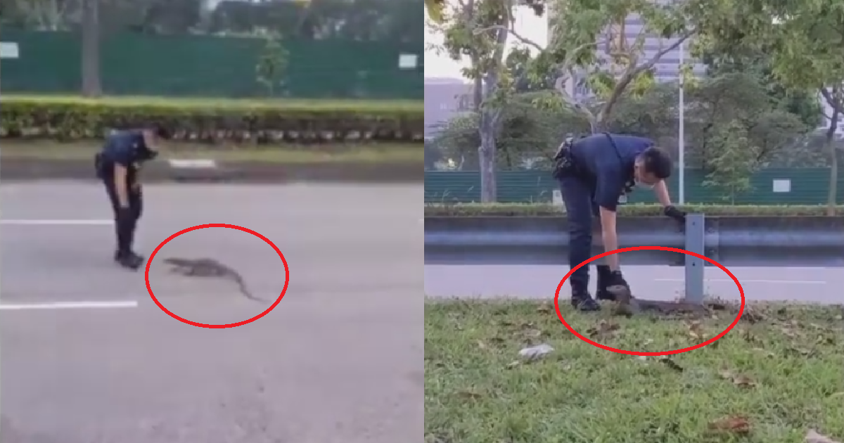 POLICEMAN SAVES MONITOR LIZARD’S LIFE BY CARRYING IT ACROSS THE ROAD