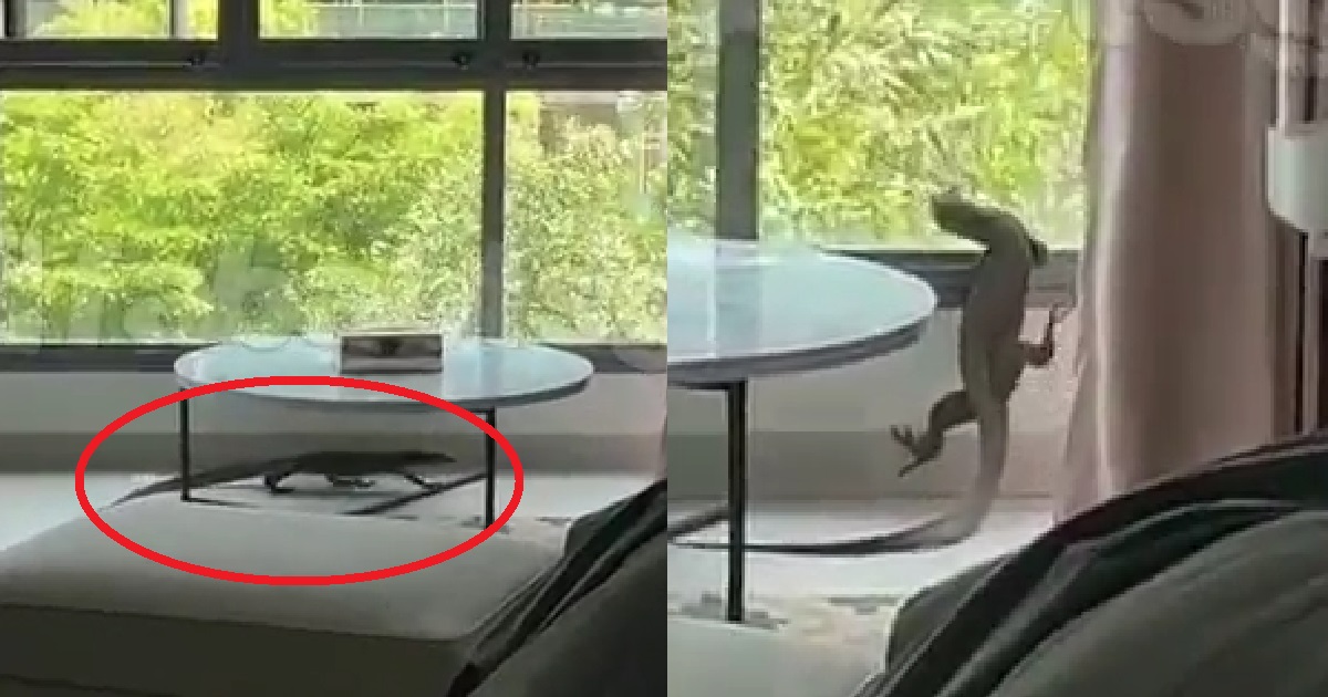 MONITOR LIZARD BROKE INTO GUY’S HOME, FAMILY LEAVES HOUSE AND DON’T DARE GO IN