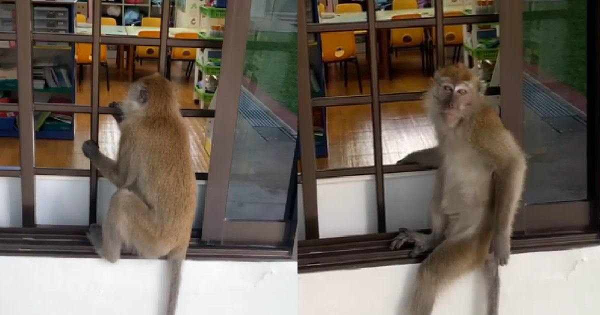 MONKEY PEEP INSIDE CHILDCARE CENTRE, WONDERS WHAT IT’S LIKE TO GO TO SCHOOL