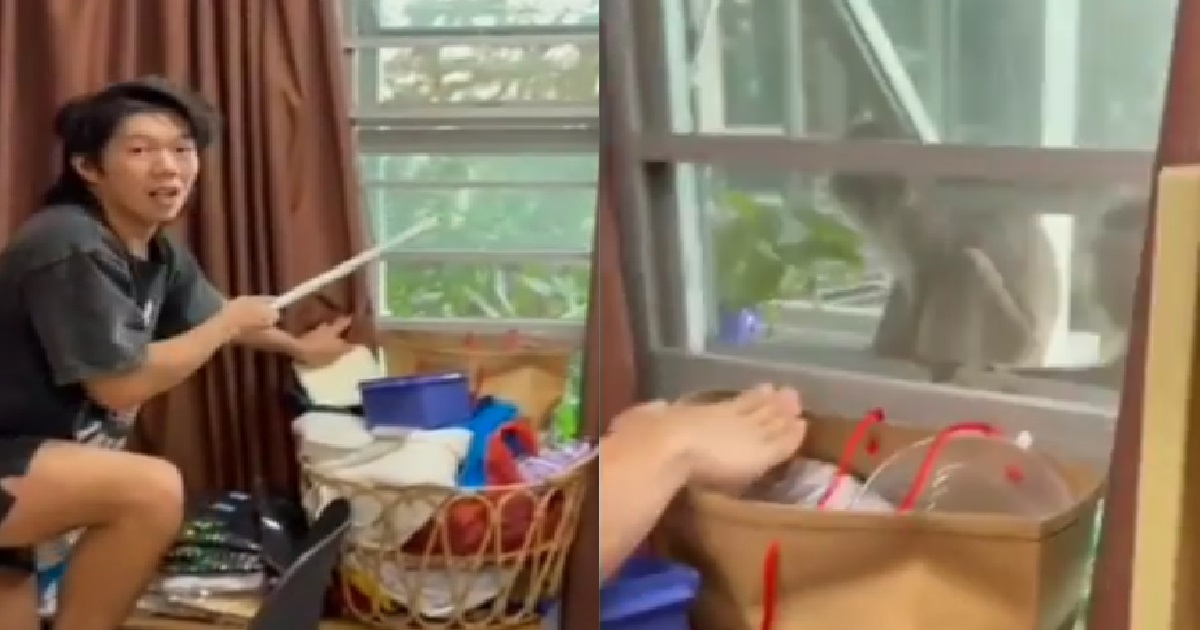 GUYS STRESSED BECAUSE MONKEYS KEEP TRYING TO BREAK INTO THEIR ROOM