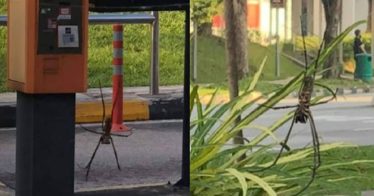 GIANT SPIDER SEEN AT YISHUN RING ROAD, NETIZENS ARE HORRIFIED