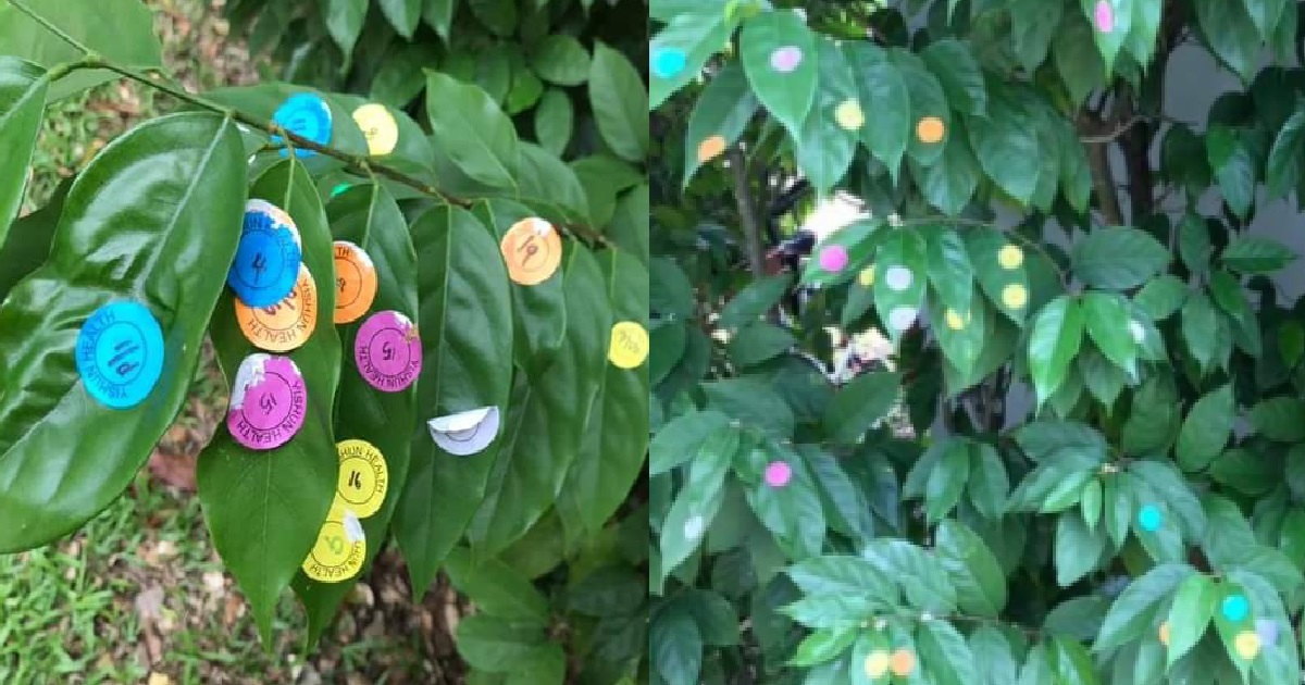 PATIENTS FROM POLYCLINIC ALLEGEDLY DISCARD THEIR “I’M OK” STICKERS ON PLANTS