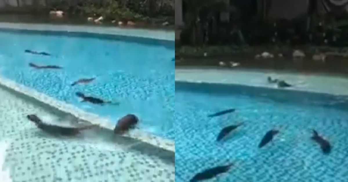 OTTERS TRESPASSED INTO CONDO, ATE FISHES FROM POND AND MADE CHILDREN CRY