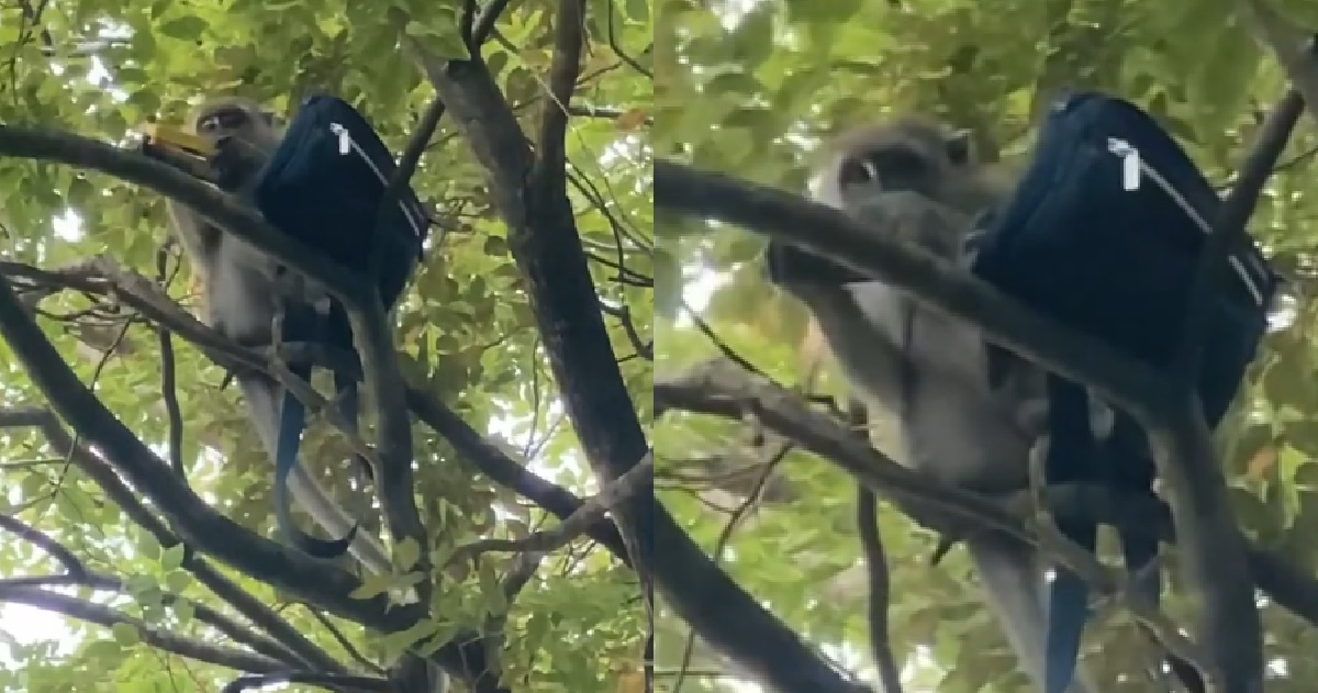 MONKEY STEALS AUNTIE’S HANDBAG AND BRING UP TO TREE
