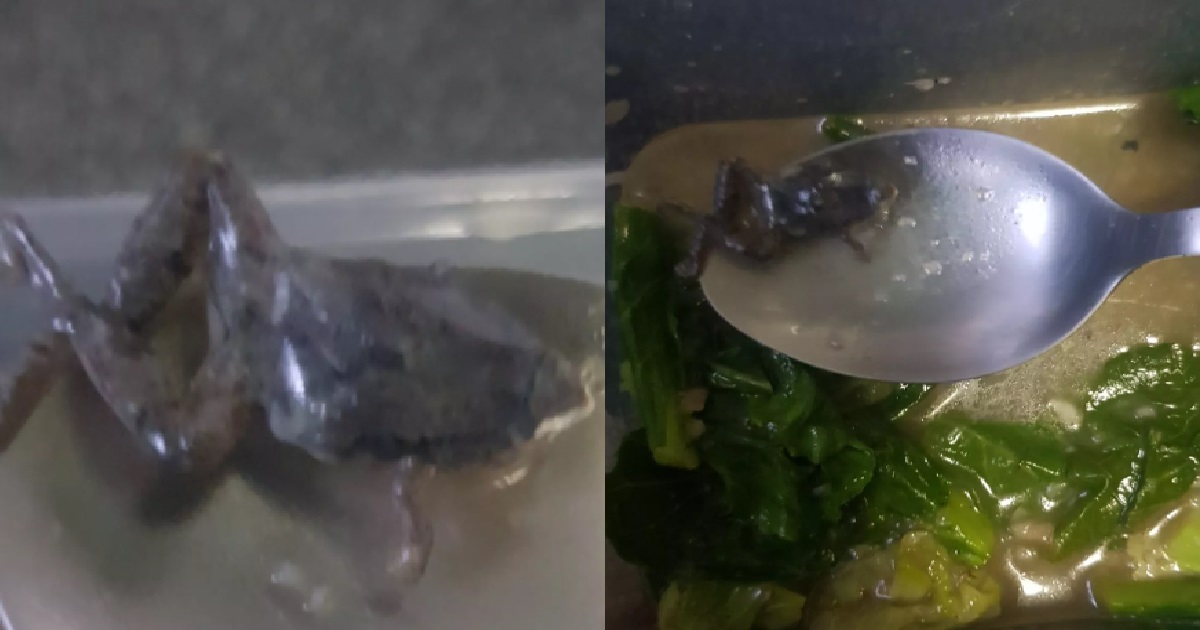 DEAD FROG FOUND IN GUY’S FOOD BOUGHT FROM SENGKANG – LAOSAI, VOMIT & MC 2 DAYS