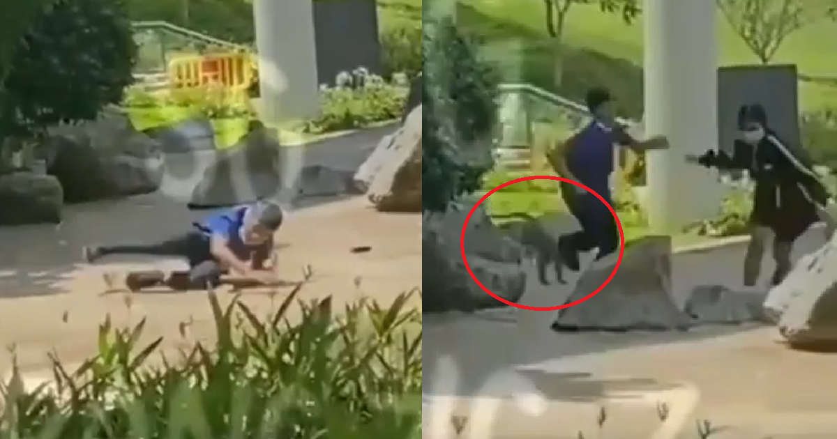 YPs DISTURB MONKEYS BUT GET ATTACKED & ENDS UP FALLING ONTO FLOOR