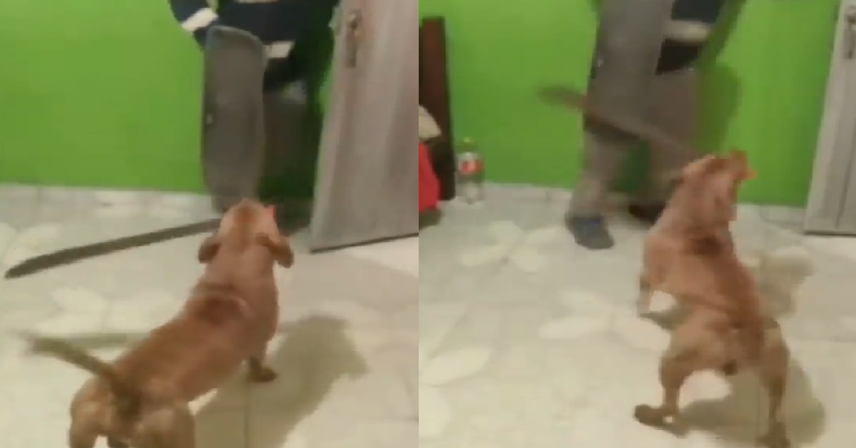 GANGSTER DOG TAKE PARANG TRY TO SLASH HIS OWNER