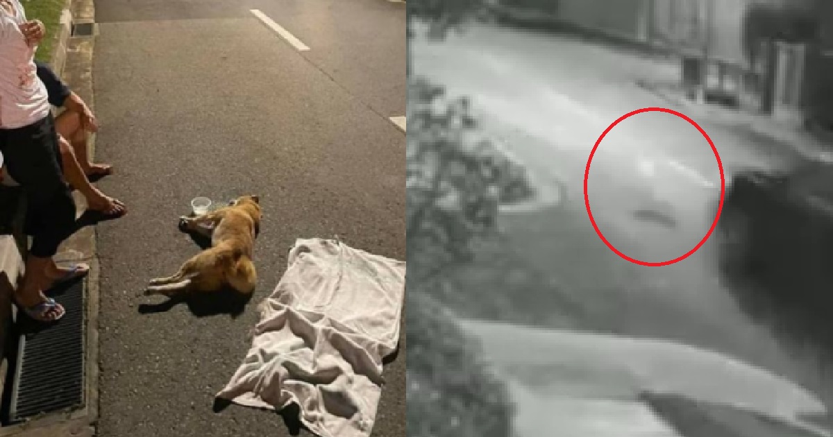WOMAN’S DOG KILLED BY DRIVER IN HIT-AND-RUN, APPEALING FOR WITNESSES