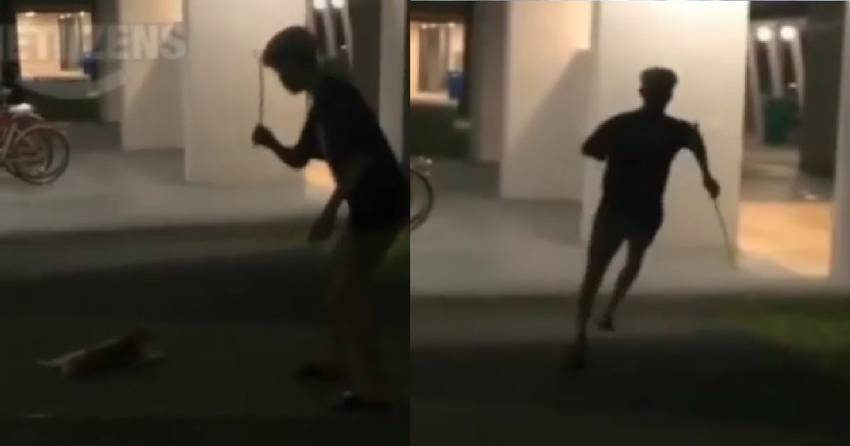 YOUNG PUNK TAKE ROTAN, USE IT TO CANE STRAY CAT, CHASE AFTER IT
