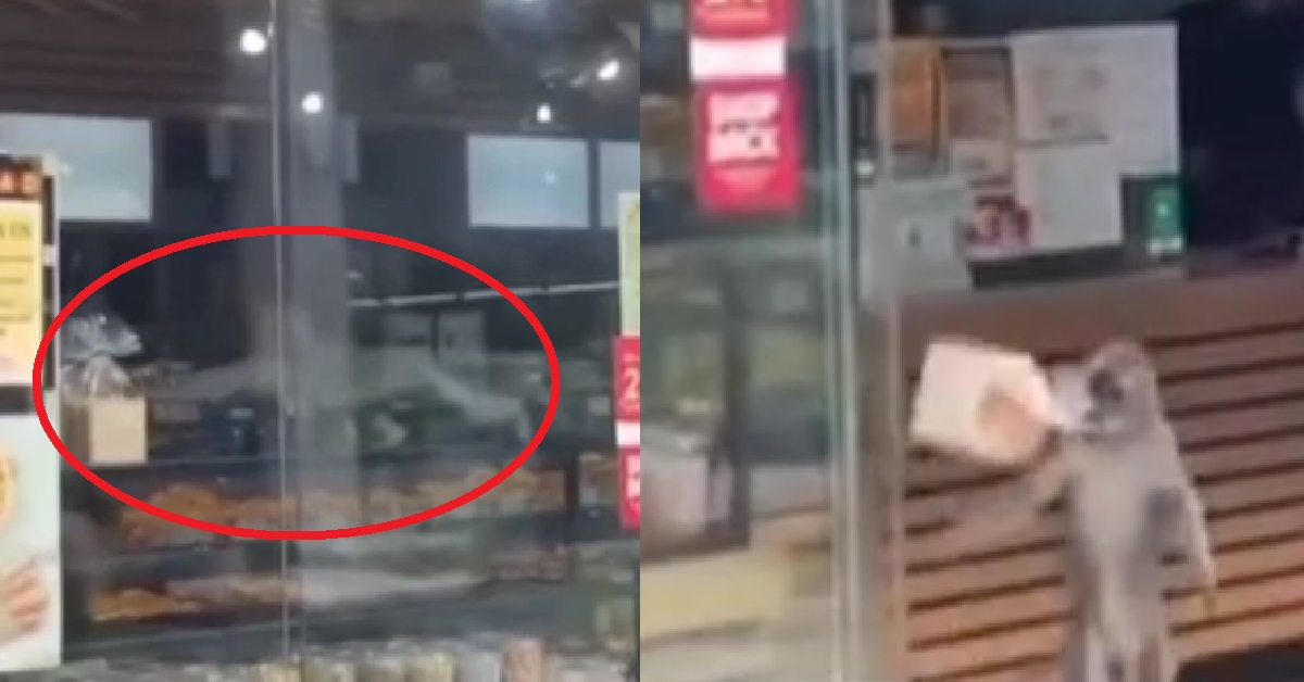 MONKEY WENT INTO NTU BAKERY TO STEAL BREAD, RUNS AWAY WITH ITS LOOT