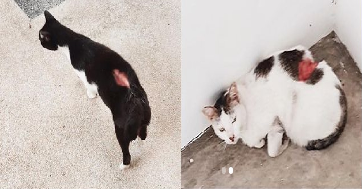 CATS IN ANG MO KIO ALLEGEDLY SLASHED AND WOUNDED