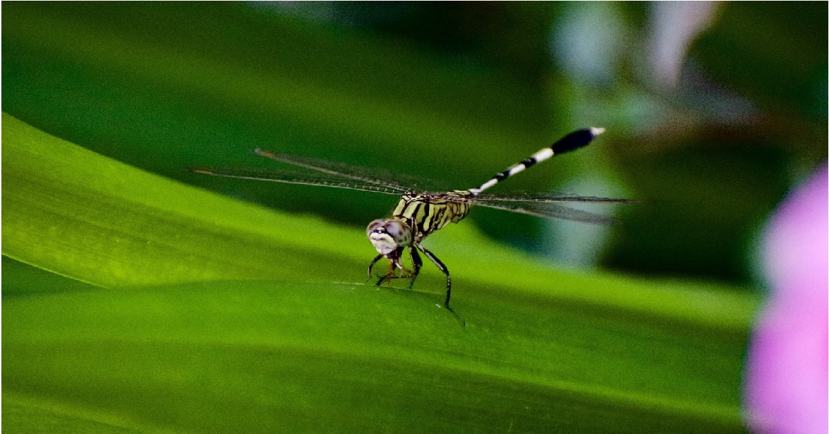 DENGUE CASES REDUCED BUT MUST STILL BE CAREFUL