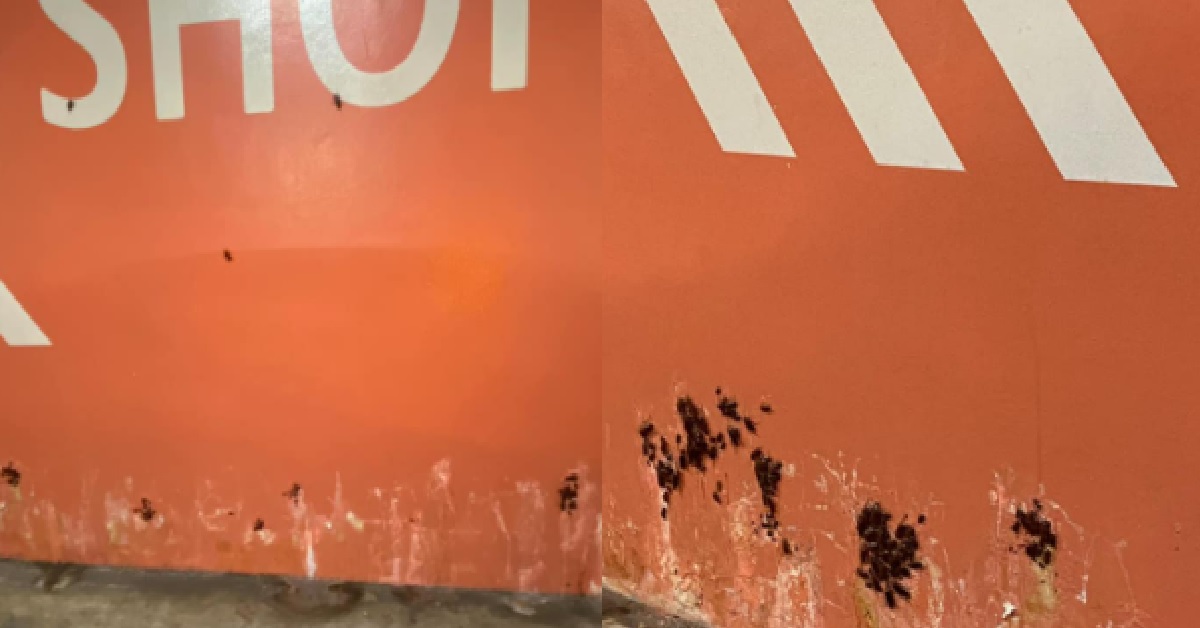 ROACHES INFESTATION ON EASTPOINT CAR PARK WALL