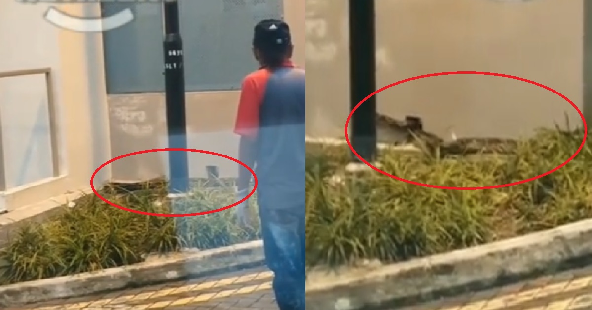 SNAKE SPOTTED BESIDE BUSH, HAVING STARING CONTEST WITH MAN