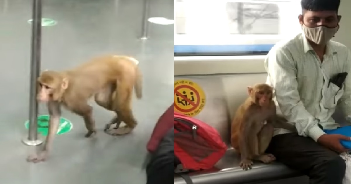 MONKEY INSIDE TRAIN, JOURNEY TO THE WEST TO RETRIEVE THE SUTRAS
