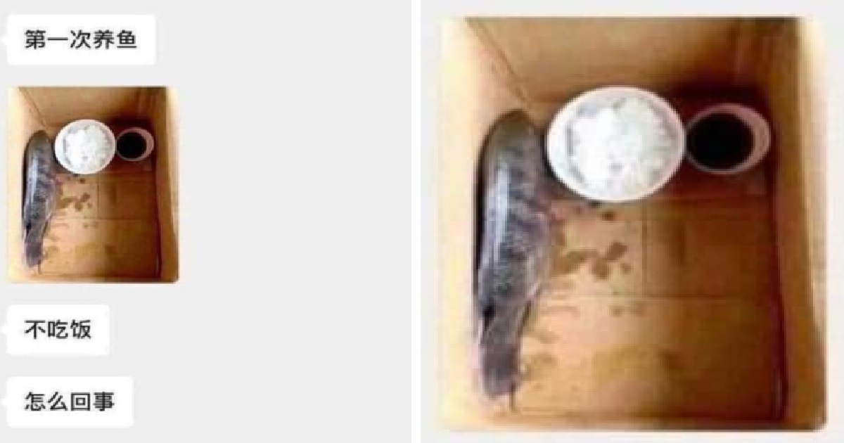 GUY KEEPS PRAWN INSIDE BOX AS PET, WONDERS WHY IT’S NOT MOVING