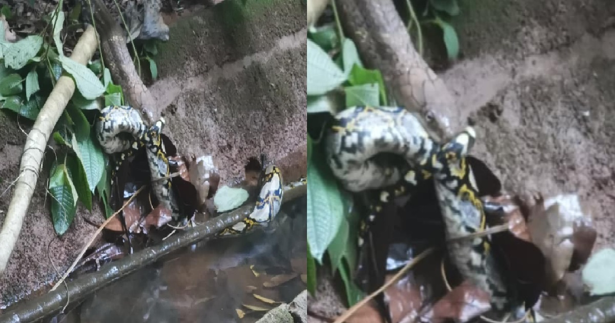 KING COBRA VS PYTHON, 1V1 SOLO FIGHT TO THE DEATH