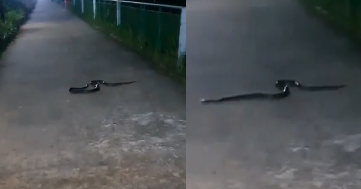 WILD, SLIMY SNAKE SEEN ON PATHWAY NEAR SPRINGLEAF