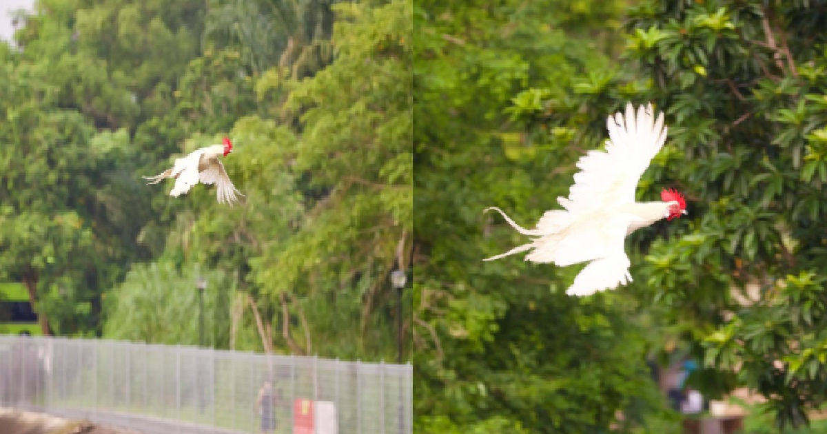 CHICKEN SEEN FLYING OVER PASIR RIS RIVER, NETIZENS GO CRAZY