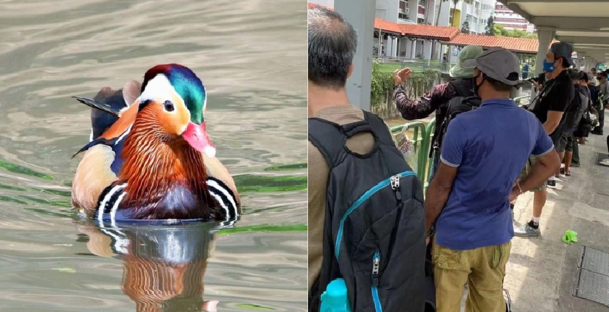 RARE MANDARIN DUCK VISITS HOUGANG & GATHERS CROWD TO CAPTURE ITS BEAUTY