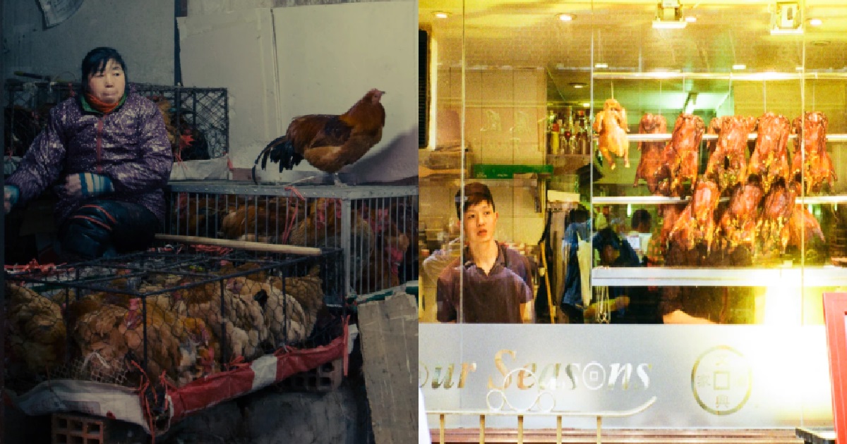 CHINA MAN BECOMES 1ST HUMAN INFECTED WITH H10N3 STRAIN OF BIRD FLU