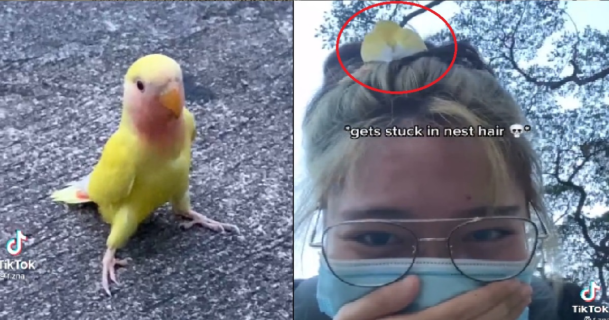 PARROT FLEW ONTO GIRL’S HEAD, KNOWING SHE WILL HELP IT FIND ITS OWNER