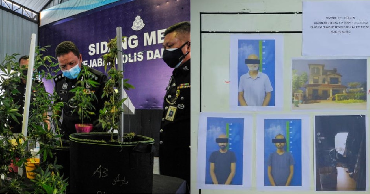 S’POREAN FAMILY CAUGHT GROWING & SELLING CANNABIS IN MALAYSIA