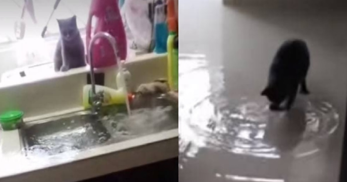 GUY WAKES UP AND FINDS HOUSE FLOODED, HIS CATS LEFT THE TAP RUNNING