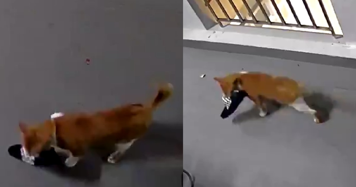 WOMAN KEEPS HAVING HER SLIPPERS STOLEN, THIEF FINALLY CAUGHT ON CCTV