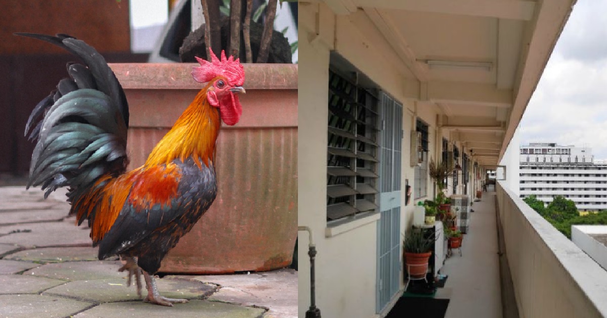 MAN KEEPS 25 CHICKENS IN HIS FLAT AND BREEDING THEM FOR SALE, CHARGED
