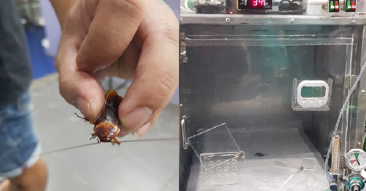 THAI MAN SEES INJURED COCKROACH & BRINGS IT TO A VET