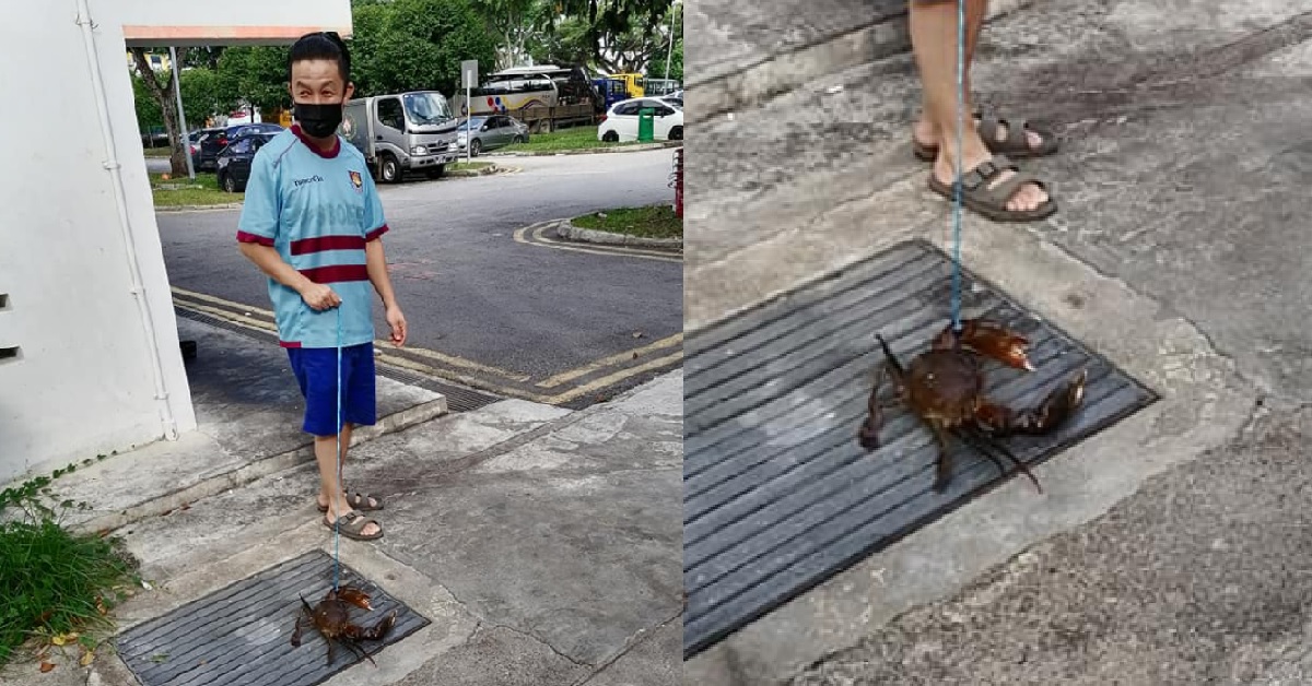 MAN TAKES PET CRAB FOR A WALK