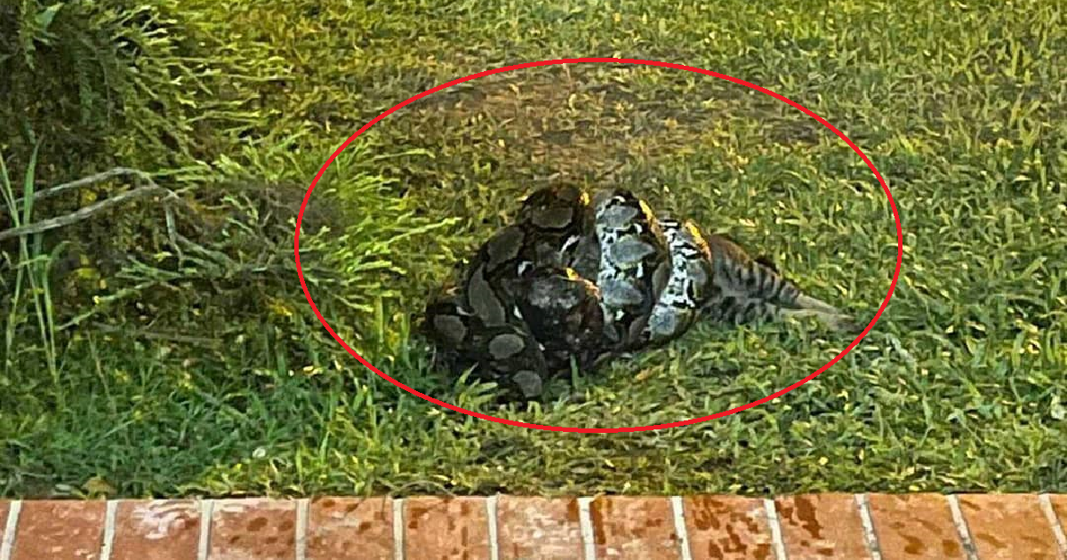 GIGANTIC PYTHON SEEN WRAPPED AROUND CAT AT JURONG WEST