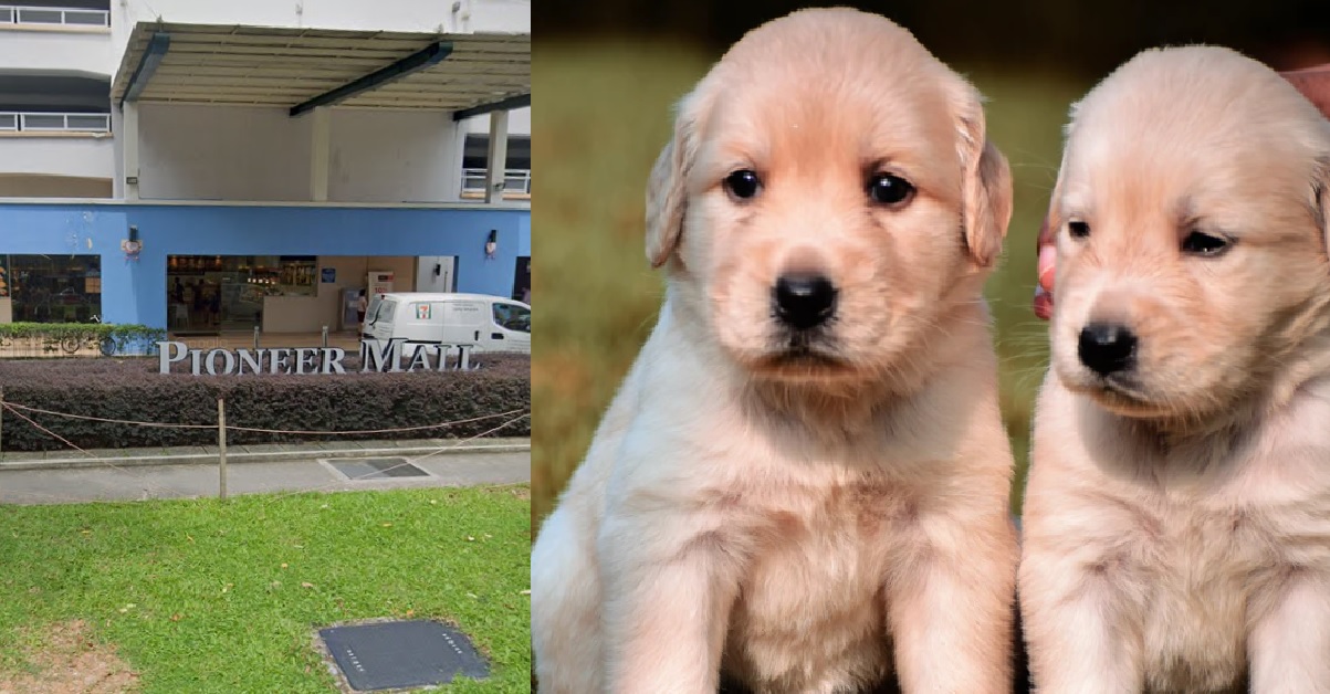 MAN JAILED AFTER SMUGGLING ANIMALS INTO SG TO PAY LOAN SHARK