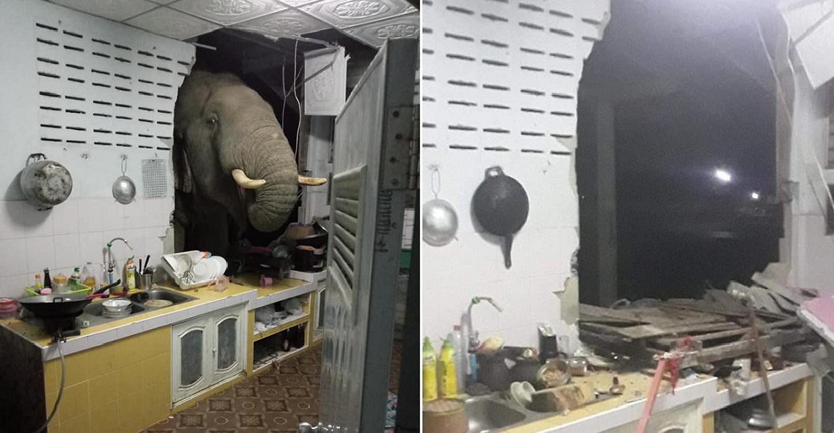 THAILAND ELEPHANT BREAKS INTO HOME TO STEAL KITCHEN FOOD
