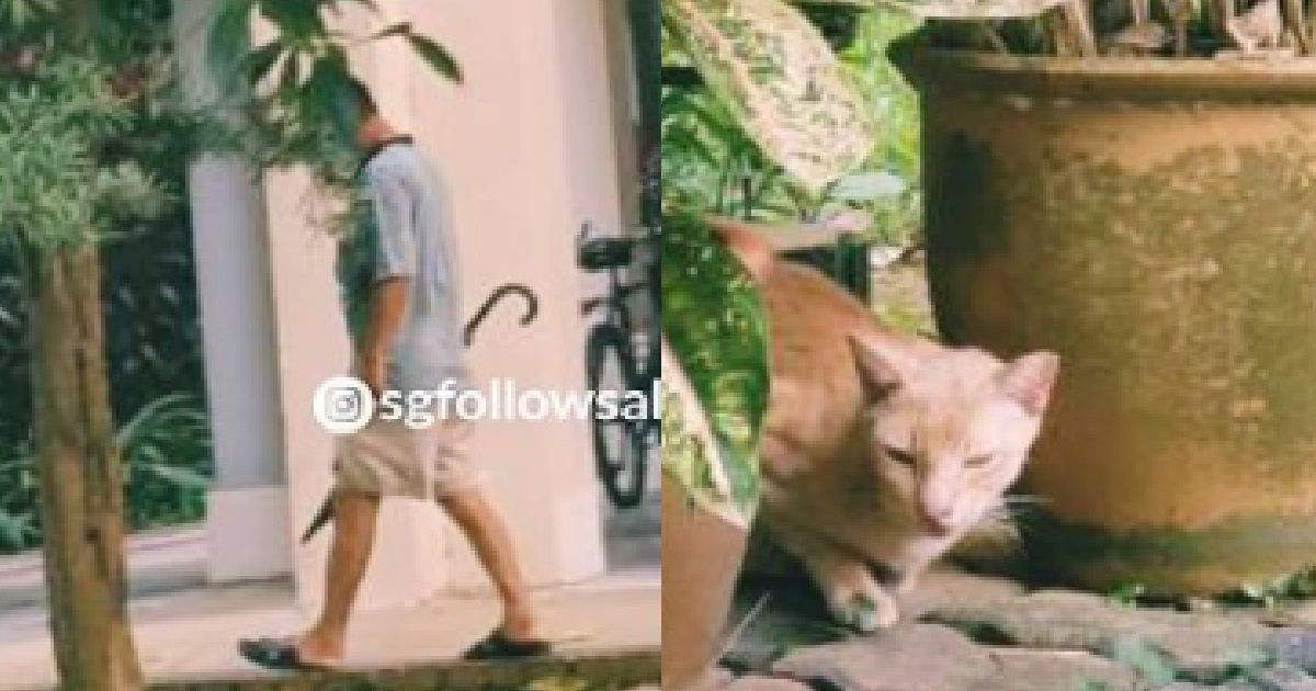 UNCLE ALLEGEDLY USE UMBRELLA TO WHACK STRAY CAT THAT WAS SLEEPING