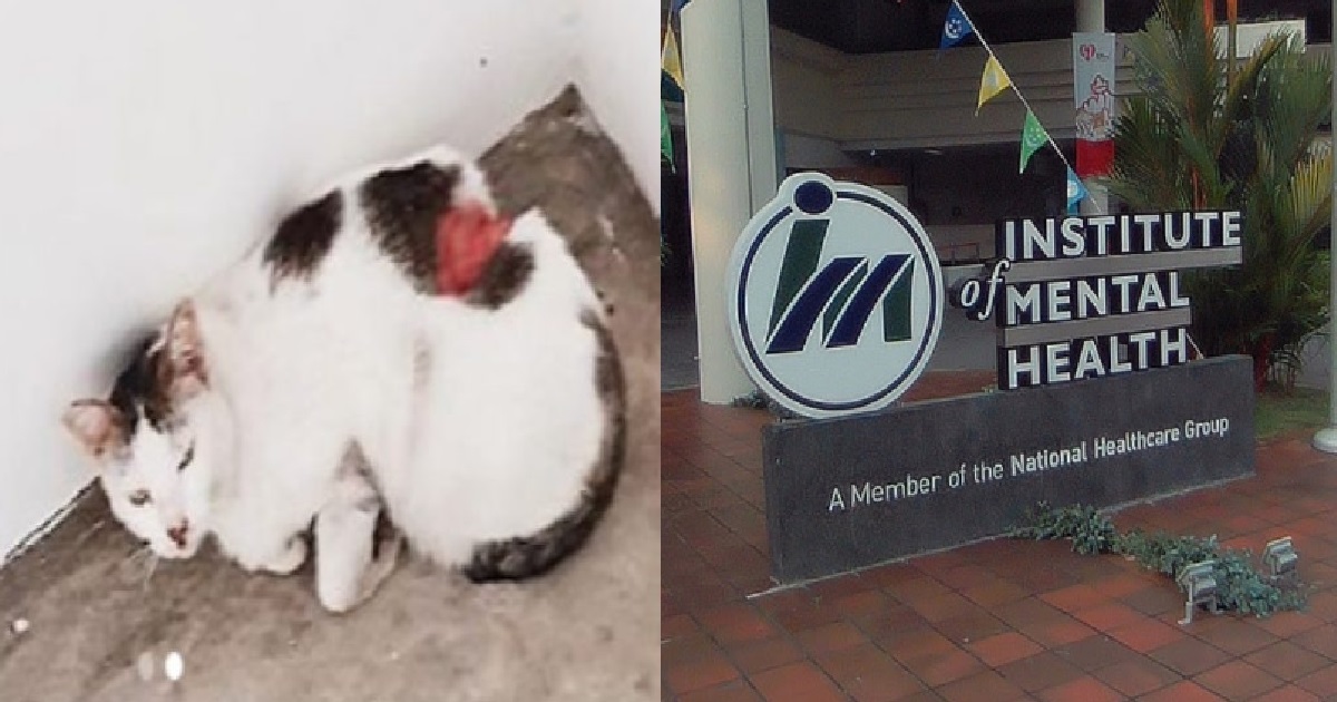 MAN WHO ALLEGEDLY SLASHED CATS IN ANG MO KIO, CHARGED AND REMANDED IN IMH
