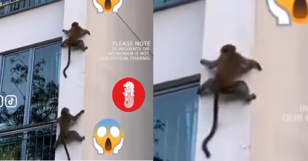 MONKEYS EVOLVING & ADAPTING, CLIMB DOWN BUILDING LIKE SPIDERMAN