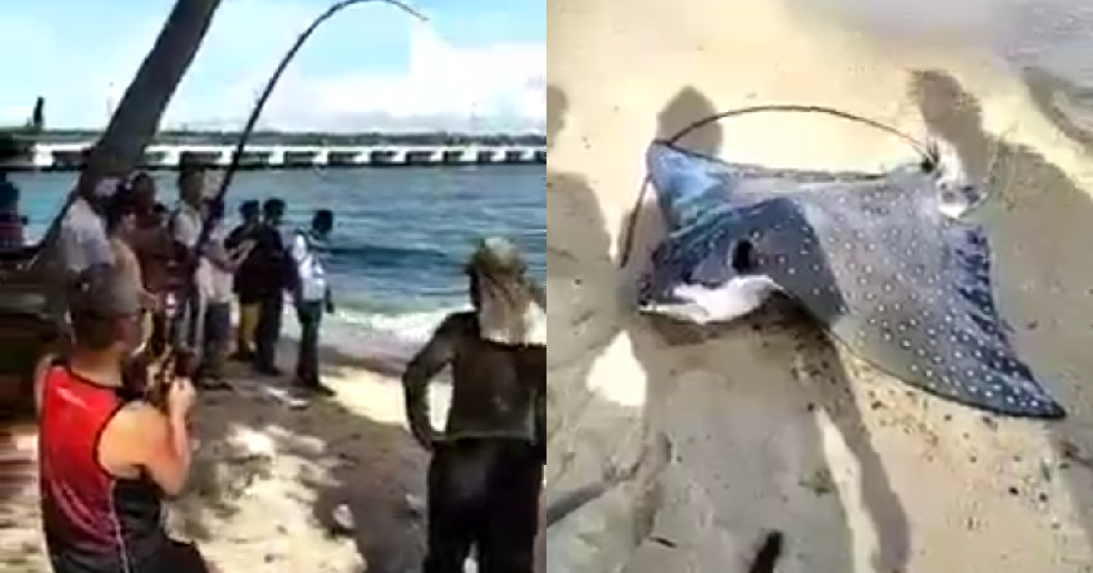 MAN CATCHES ENDANGERED 100KG STINGRAY AT BEDOK JETTY