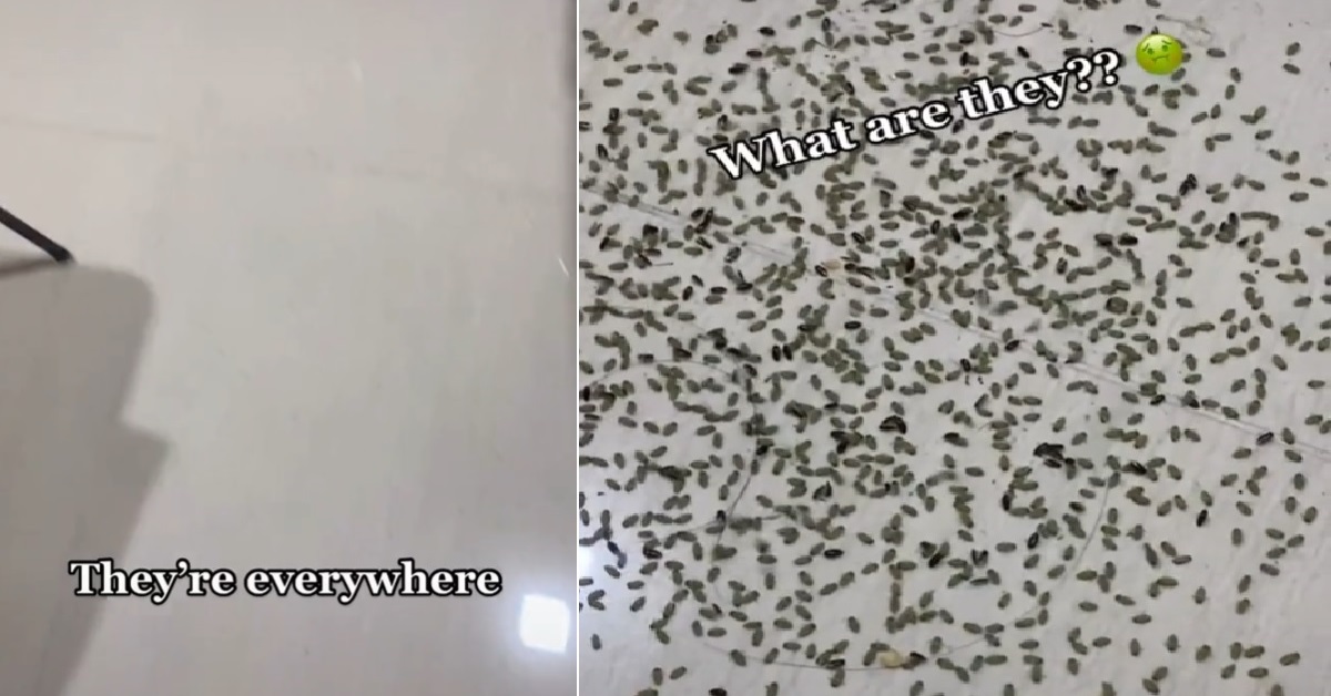 HUNDREDS OF BUGS THAT LOOKS LIKE TINY COCKROACHES SWARMS YISHUN HOME