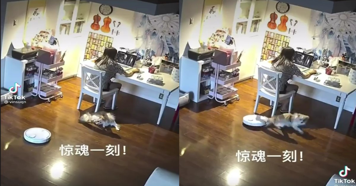 DOG’S TAIL GETS STUCKED IN ROBOT CLEANER, OWNER RUSHES TO RESCUE