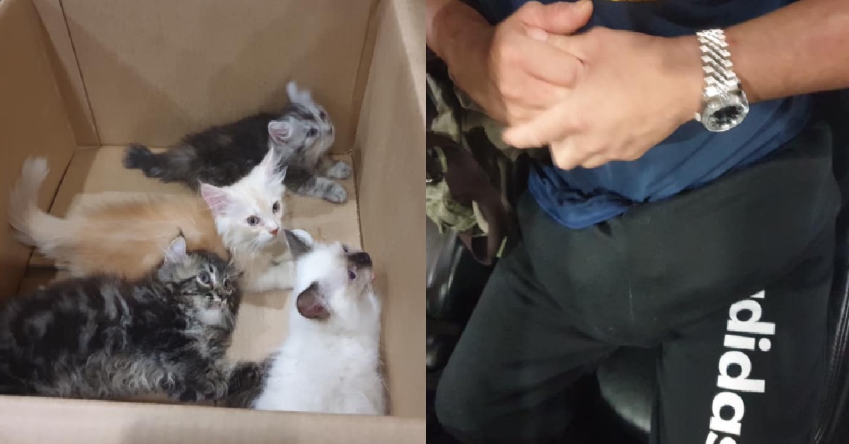 UNCLE TRIED TO SMUGGLE CATS INTO S’PORE, STUFF THEM IN HIS PANTS