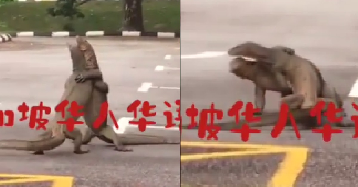H*RNY MONITOR LIZARD GO CARPARK SQUEEZE ANOTHER LIZARD